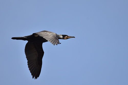 Aalscholver vliegend blauwe lucht