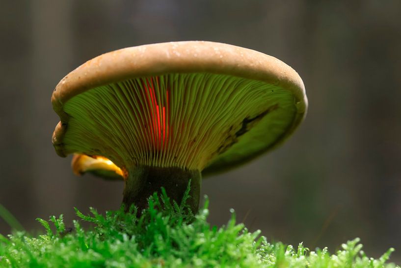 Mushroom by Thomas Jäger