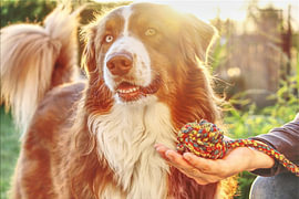Australian Shepherd von Enrico Glagow