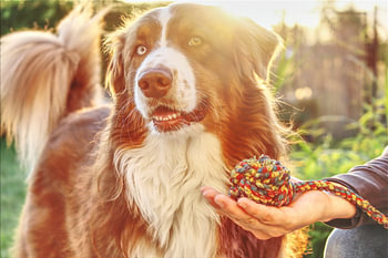 Australian Shepherd