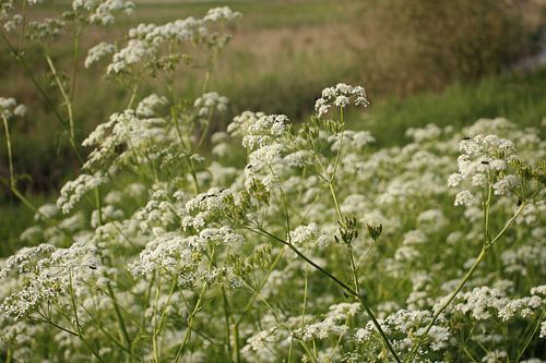 Voorjaarsbloeiers van Vincent Stout