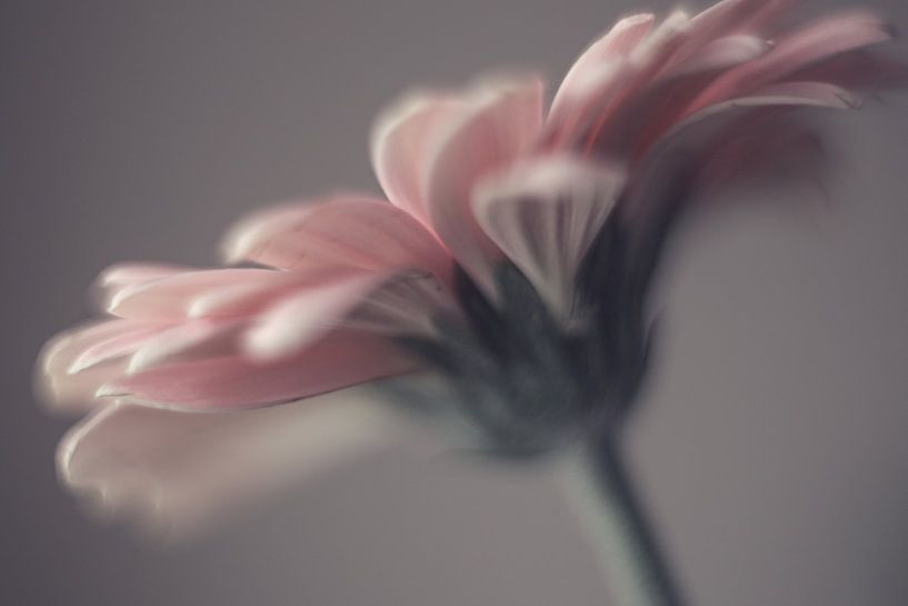 Pink gerbera by Linda Doppenberg