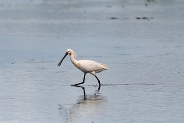 Lepelaar van Merijn Loch