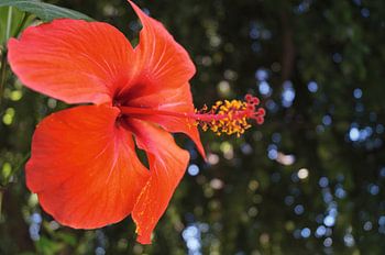 Hibiscus flower, Hibiscus rosa-sinensis, flower