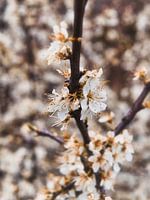 Branch with blossom