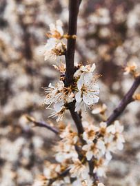 Branch with blossom by Simon Abbes
