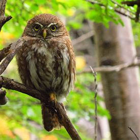 Pygmy Owl in Patagonia by Heike und Hagen Engelmann