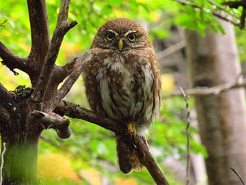 Pygmy Owl in Patagonia by Heike und Hagen Engelmann