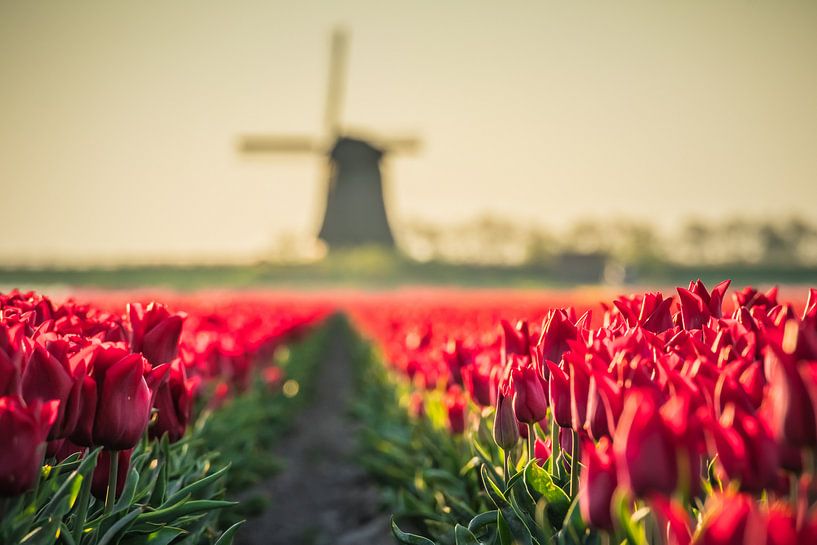 Poldermolen G in de schermer by peterheinspictures