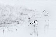 Vogels in zwart wit van Yvonne Kruders thumbnail