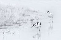 Serene in black and white