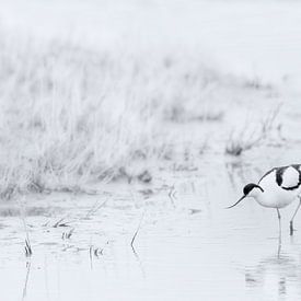Vogels in zwart wit van Yvonne Kruders