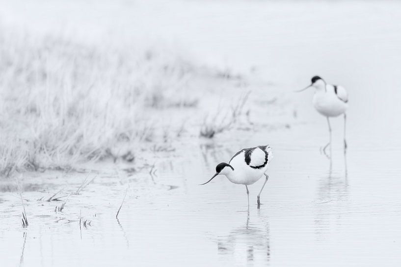 Vogels in zwart wit van Yvonne Kruders
