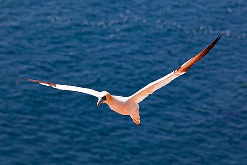 Fliegen Jan van Gent auf Helgoland von Anton de Zeeuw