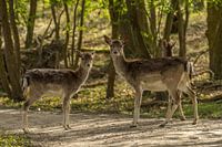 Fallow deer