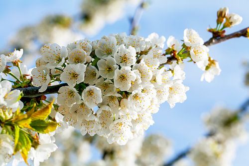 Kersenbloesems in de Eggenvallei