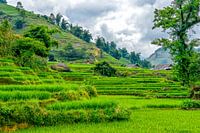 Rice fields in SaPa, Vietnam