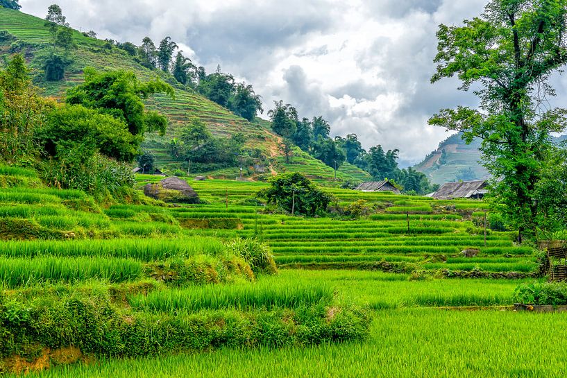 Reisfelder in Sa-PA, Vietnam von Richard van der Woude