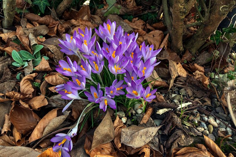 Der Frühling kommt von Nicole Bäcker