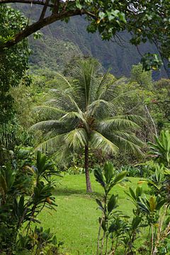 Palmboom van G. van Dijk
