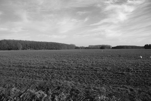 Weids uitzicht over een weiland met zwanen in Emsland