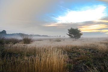 Matin sur la Strabrechtse Heide sur Mario Hendrikx