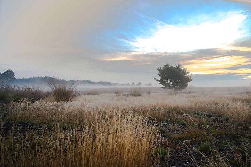 Matin sur la Strabrechtse Heide par Mario Hendrikx