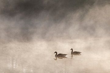 Zwemmende eenden in de mistige ochtend zon van Evelien Oerlemans
