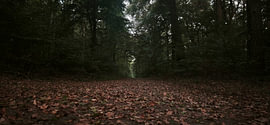 Le Chemin du silence – Forêt d'automne sur Feel&Capture Photography