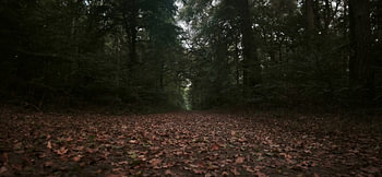 Le Chemin du silence – Forêt d'automne