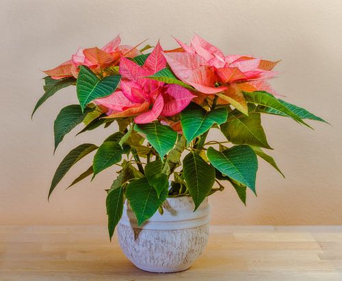 Étoile de Noël dans un pot de fleurs