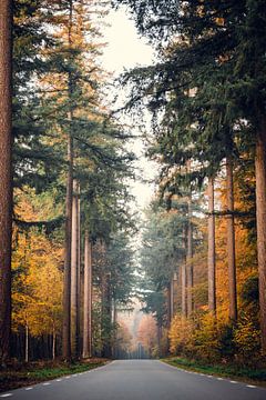 Eine wunderschöne Herbststraße von Wahid Fayumzadah