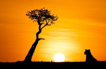 Romantisch Afrika. van Gunter Nuyts