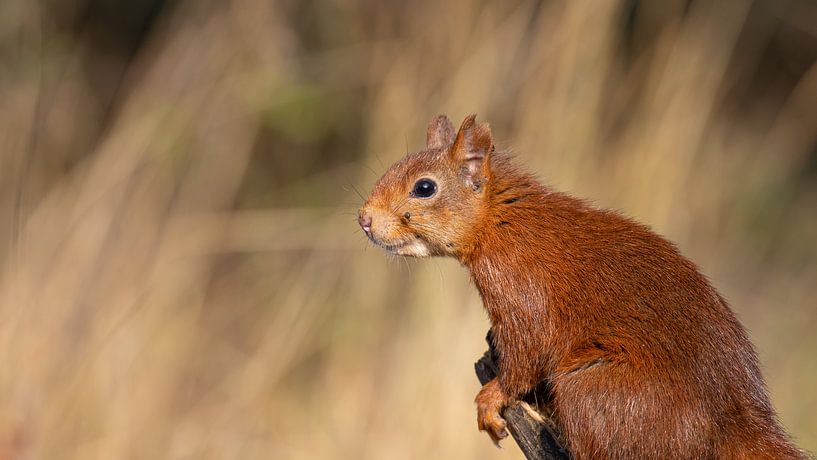 Eichhörnchen auf der Lauer von John Stijnman