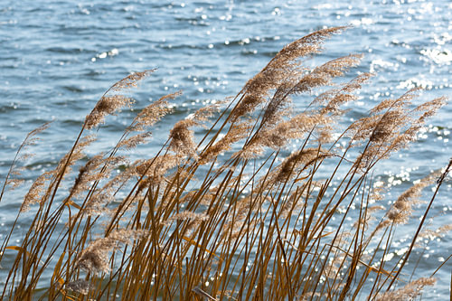 Trockenes Schilf im Wind am Seeufer, ausgewählter Schwerpunkt