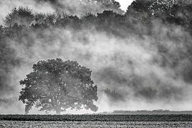 lonely tree in the morning fog by Heiko Meier