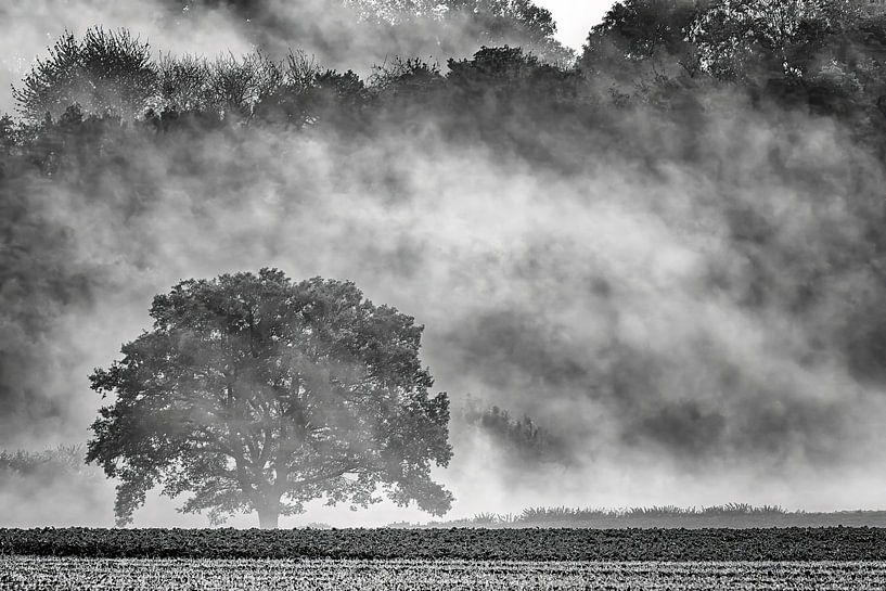 arbre solitaire dans le brouillard du matin par Heiko Meier