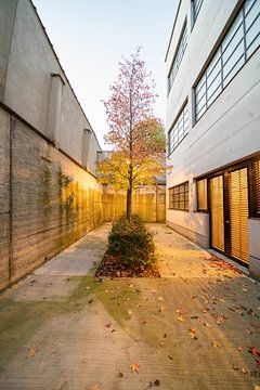 Between the buildings there greets a beautiful tree by Marcel Derweduwen