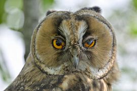 Waldohreule Kopfporträt von Bastiaan Willemsen