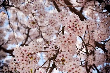 Cherry blossom branches in full bloom by marlika art