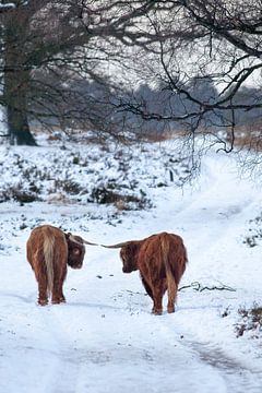 Schotse Hooglander in de sneeuw, Deelerwoud van Evert Jan Kip