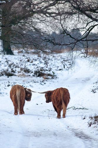Schotse Hooglander in de sneeuw, Deelerwoud