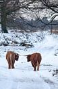 Schotse Hooglander in de sneeuw, Deelerwoud van Evert Jan Kip thumbnail