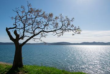 Elegante boom, Zadar, Kroatië. van Miss Dee Photography