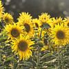 Sonnenblumen-Studien-002-7035 von Peter Morgenroth