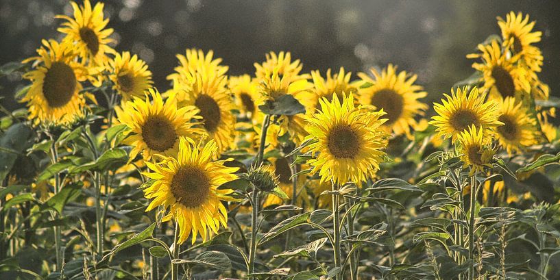 Sonnenblumen-Studien-002-7035 van Peter Morgenroth
