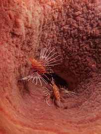 Pterois sp von Enak Cortebeeck