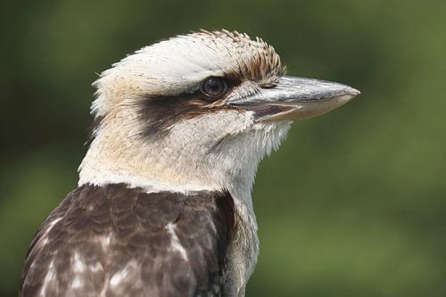 Kookaburra (Dacelo novaeguineae)