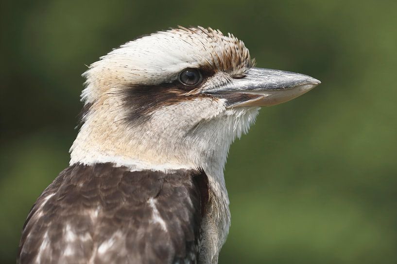 Kookaburra (Dacelo novaeguineae) by Ronald Pol