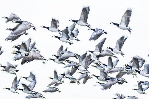 Brandganzen in de vlucht